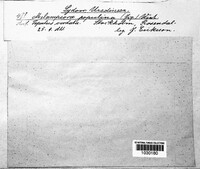 Melampsora populina image